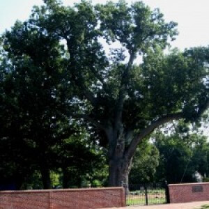 the majetic salem oak large